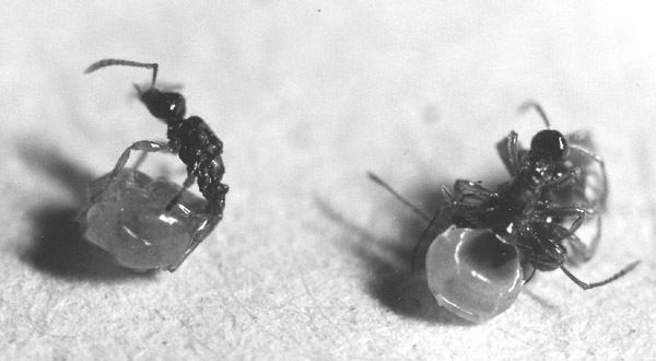 Teleuto 1-600 wiki.jpg