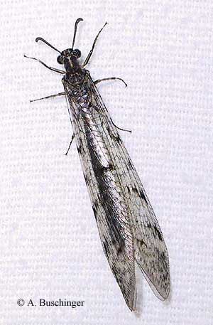 4 Euroleon Imago.jpg