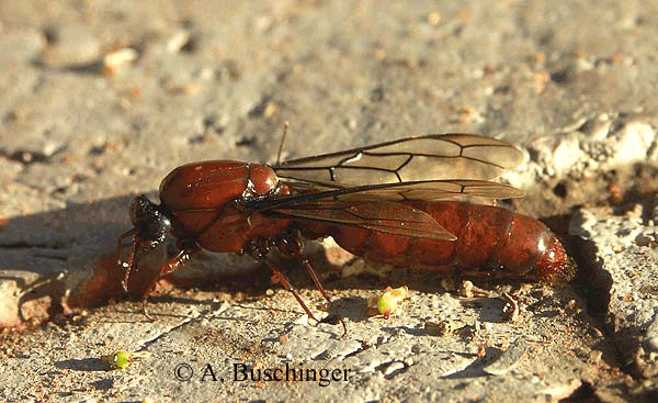 109 Dorylus Mä..jpg