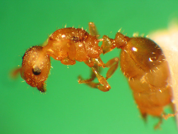 Temnothorax minutissimus Weibchen2.jpg