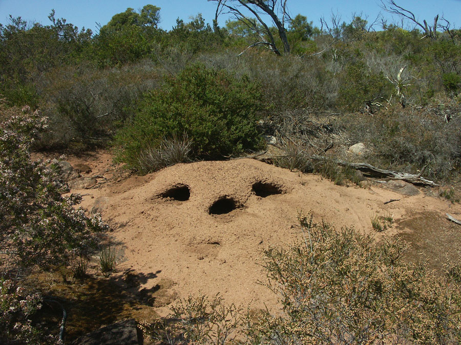 37 -84 Meat ants6 web.jpg