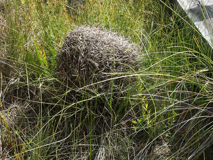 41- 117 Anthill Moor web.jpg