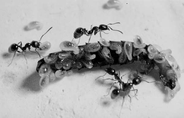 Aphaenogaster subterranea Larven an Mehlwurm.jpg