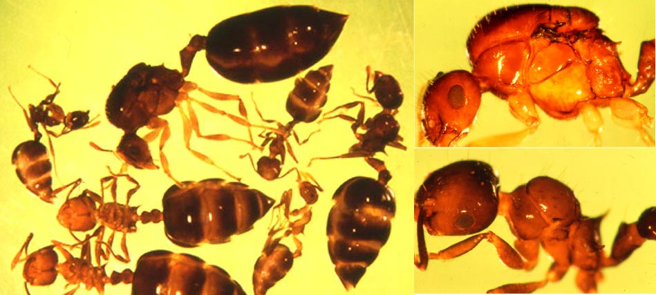 Crematogaster sp. Intermorphe.jpg