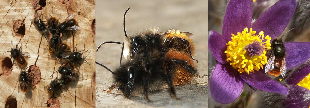 Osmia cornuta.jpg