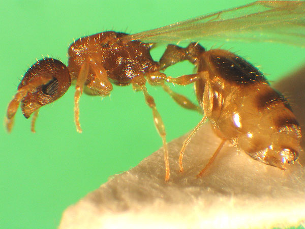 Temnothorax curvispinosus Weibchen.jpg