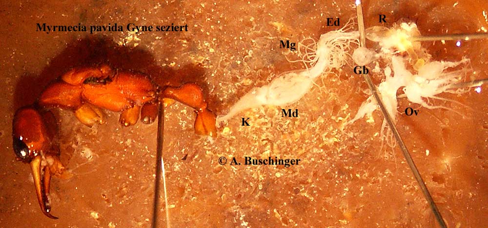 3 Myrmecia pavida.jpg