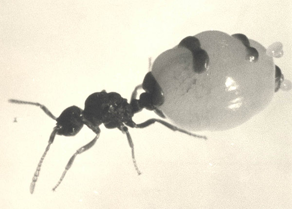 Anergates Königin.jpg