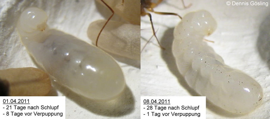 Larven Vergleich 01.jpg