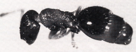 Lpocah.ohne PundPP.jpg