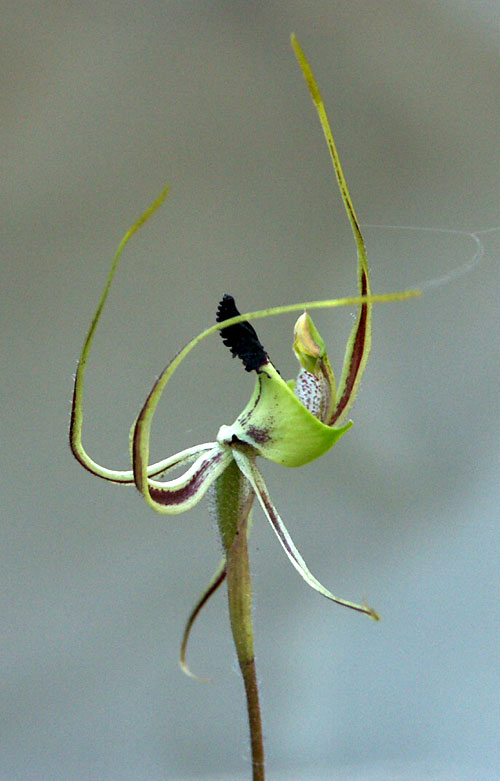 37 -78 SpiOrchid 8 web.jpg