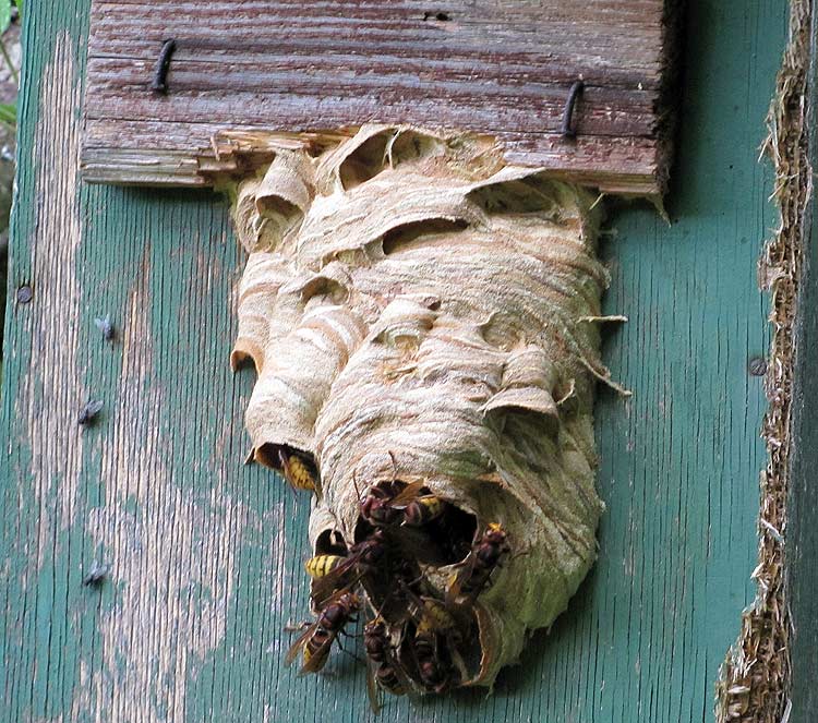 4-23.-August Vespa crabro.jpg