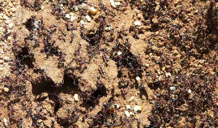 37 -76 Meat ants4 web.jpg