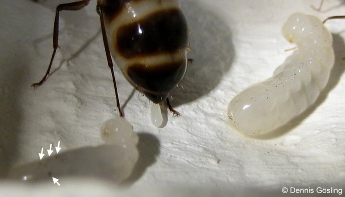 IMG 5309 klein beide.jpg