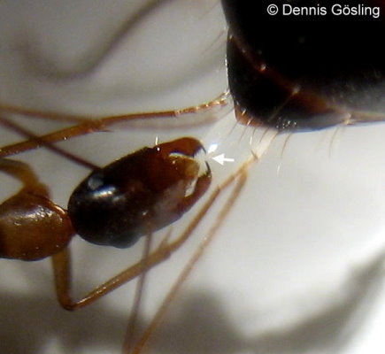 IMG 4439 klein Pfeil.jpg