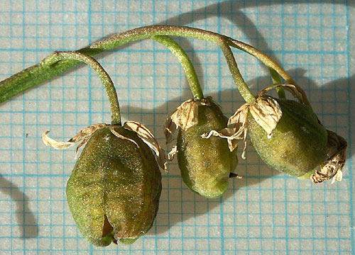 Scilla Fruchtstand.jpg