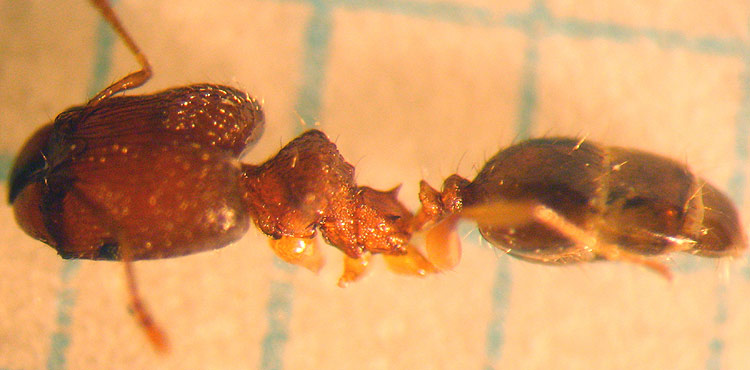 Pheidole Bonsai 03 web.jpg
