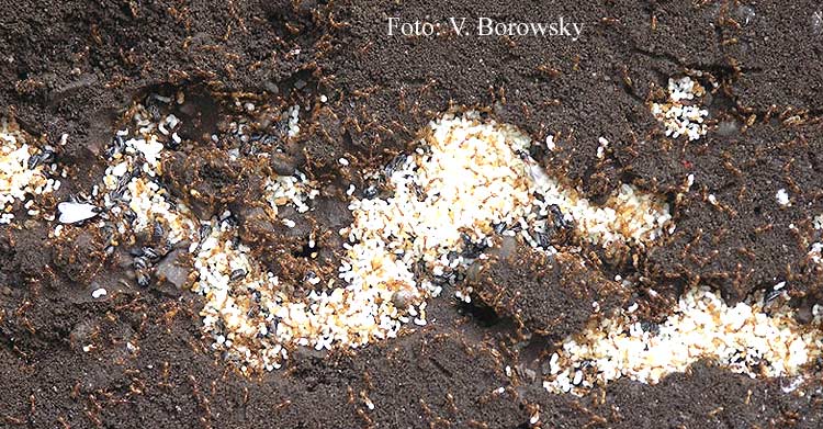 Solenopsis Boro Brut.jpg