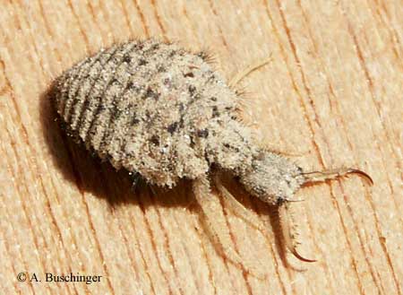 3 Euroleon Larve.jpg