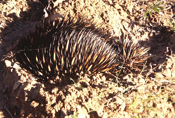 Echidna 3.jpg