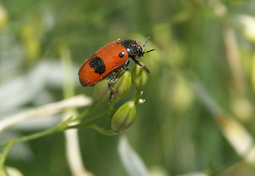 Clytra quadripunctata.jpg