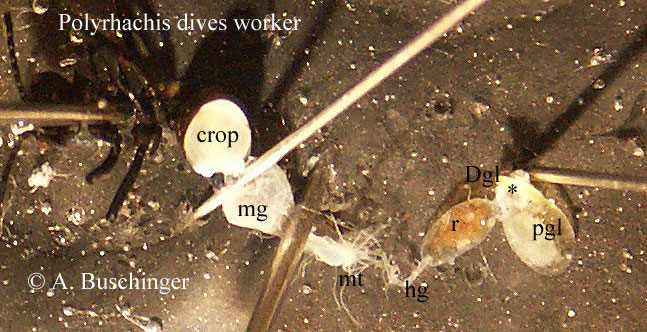 02 Pd Arb diss 1 tx web.jpg