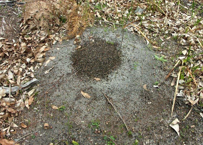 40- 122 Anthill Sandauswurf web.jpg