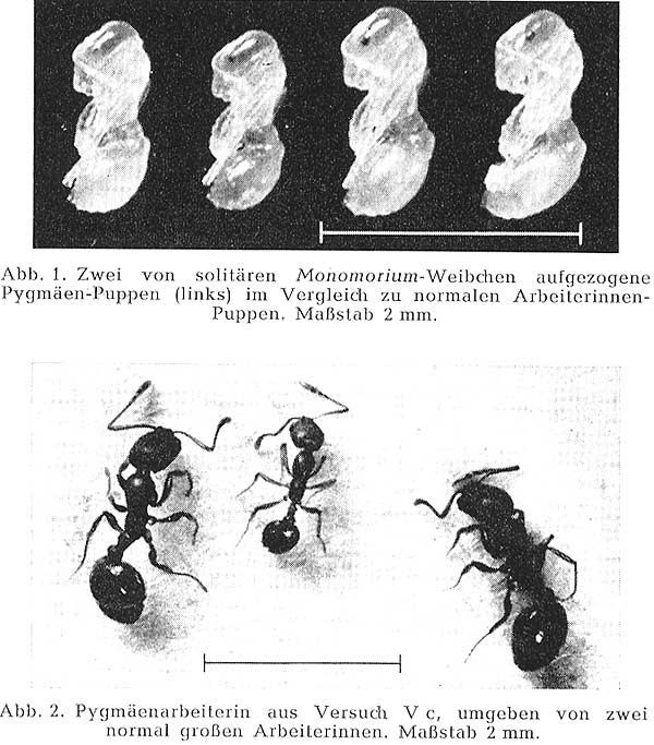 Monomorium Pygmäen.jpg