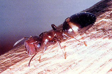 Colobopsis Soldat.jpg