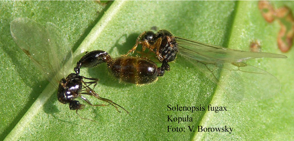 Solenopsis Boro Kop.jpg