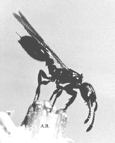 Leptpacis sterzelnd-wiki Kopie.jpg