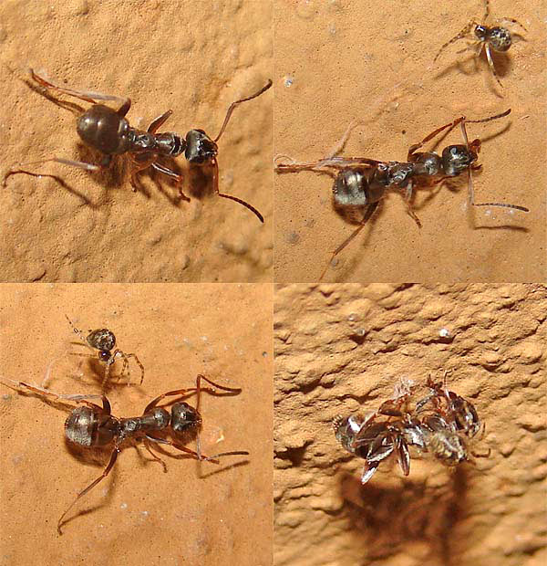Andi Kugelspinne vs Lasius web.jpg