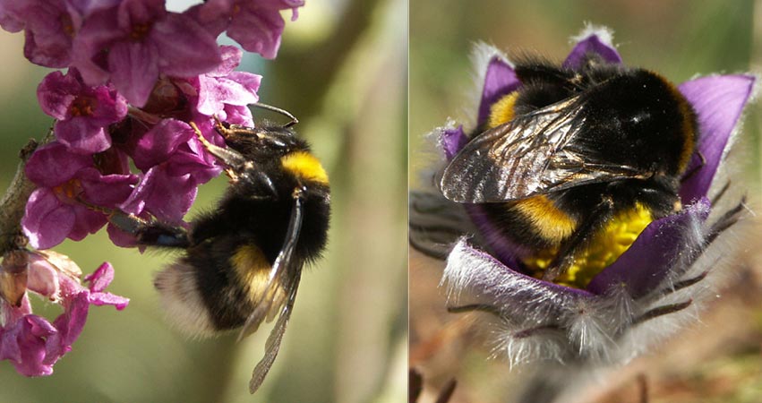 Bombus terrestris.jpg