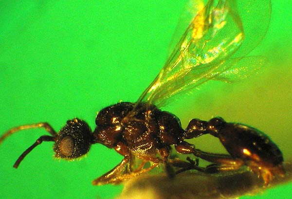 Leptothorax sp. Männchen.jpg