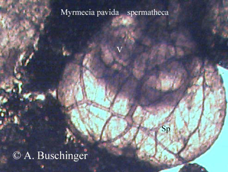 4 Myrmecia pavida Spermatheca.jpg