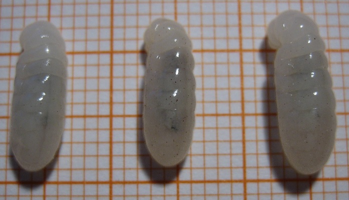 Camponotus fellah larvae mutilation 01.JPG