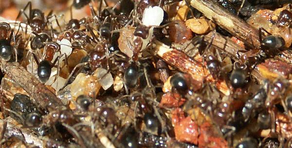 39- 069 Puppen auf Anthill gr web.jpg