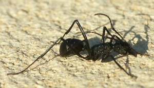 Größere Rhytidoponera sp. an Küste, Fühler von Wind nach hinten gebogen