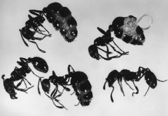 Mermis9 Myrmica.jpg