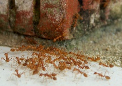 Große Straßen überziehen das gesamte Gelände, das verzweigte Nester der Art enthält. Auf dem Bild ist eine Ansammmlung auf einer Terrasse zu sehen, womöglich ein Revierkampf. Eventuell werden auch totgetretene Arbeiterinnen zum Recycling als Larvenfutter ins Nest abtransportiert