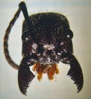 Kopf frontal mit geöffneten Mandibeln. Die mächtigen Kiefer sind nur wenig bezahnt, ein Hinweis auf die eher weniger räuberische Lebensweise von P. clavata. Darunter (braun) sind die übrigen Mundwerkzeuge, also Maxillen und Labium (Unterlippe).