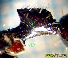 Der auffallend geformte Petiolus von P. clavata. Links = vorn. Der helle Punkt vor St ist das Stigma des Petiolus. Ventral (vD) sitzt ein nach unten gerichtetes Dörnchen.