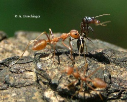 Eine Arbeiterin trägt eine Dolichoderine weg, in etwas merkwürdiger Haltung eventuell als Beute. Möglicherweise wurde die Ameise auch "des Reviers verweisen"