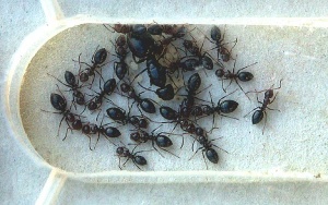 Das Völkchen in der 3. Überwinterung. Die Königin hat eine schlanke Gaster, die Larven sind geschrumpft, Eier und Puppen sind nicht vorhanden.