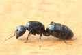 Camponotus vagus