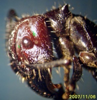 Ein Merkmal von P. clavata ist die zweigeteilte Fühlergrube mit einem dorsal (v) und einem ventral (h) vom Auge liegenden Teil. Beide Schenkel treffen sich in einem Winkel hinter dem Auge (im Bild oben). Zu erkennen ist auch das große, stark gewölbte Komplexauge sowie einer der beiden charakteristischen Höcker („Dornen“) auf dem Pronotum.