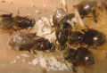 Lasius niger1.jpg