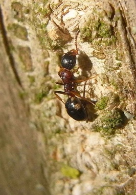 Arbeiterin von D. quadripunctatus