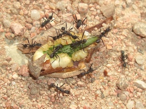 Aphaenogaster cf. senilis Arbeiterinnen