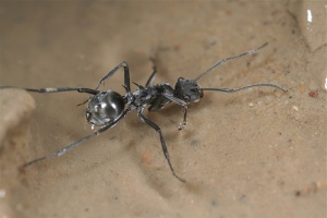 Arbeiterin von Polyrhachis sokolova